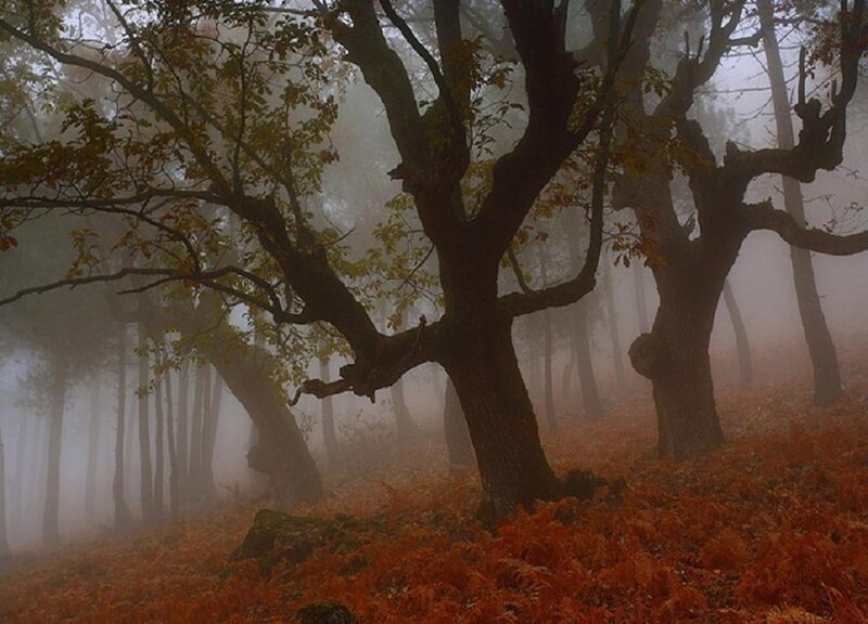Misty forest with autumn leaves