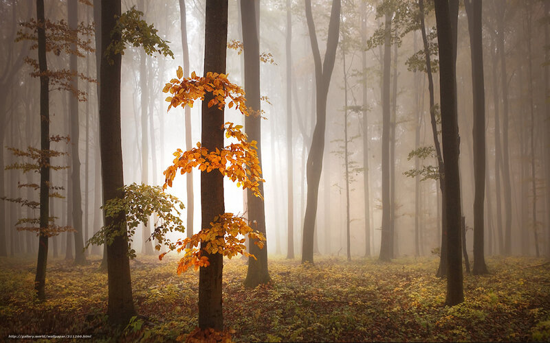 Misty forest with autumn leaves