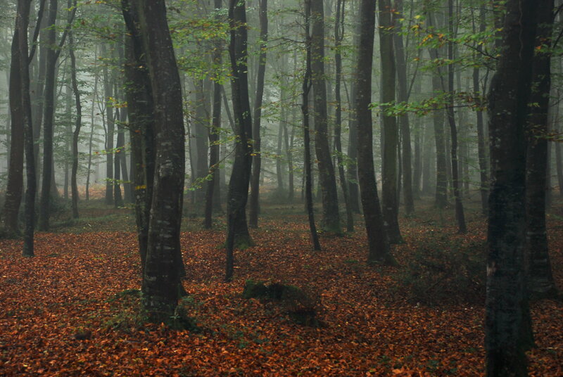 Misty forest with autumn leaves
