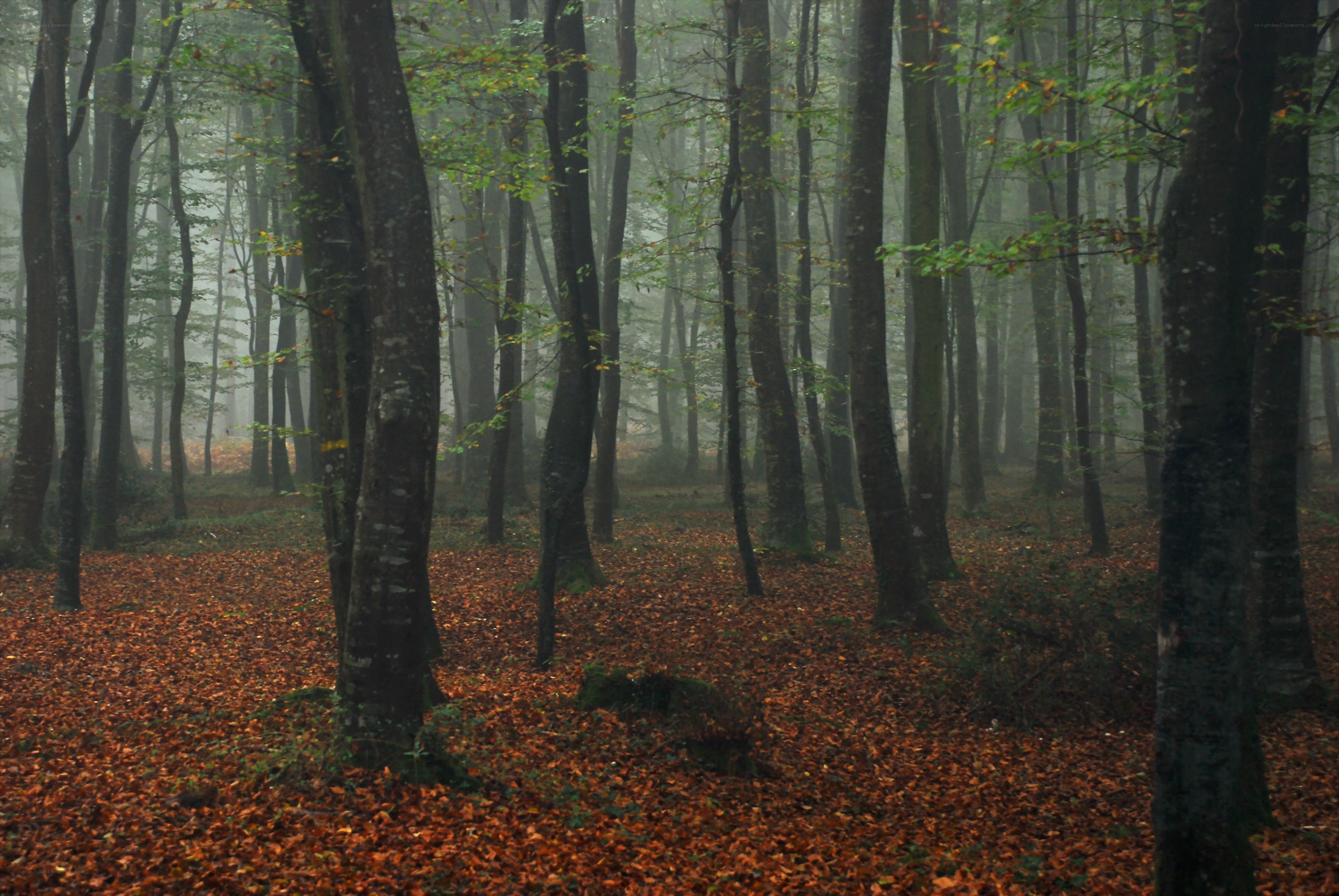 Misty forest with autumn leaves
