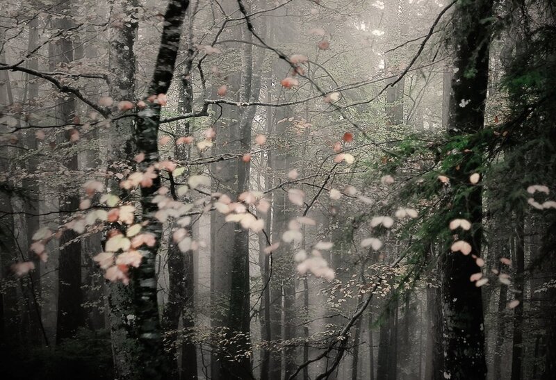 Misty Forest with Autumn Leaves — Gray