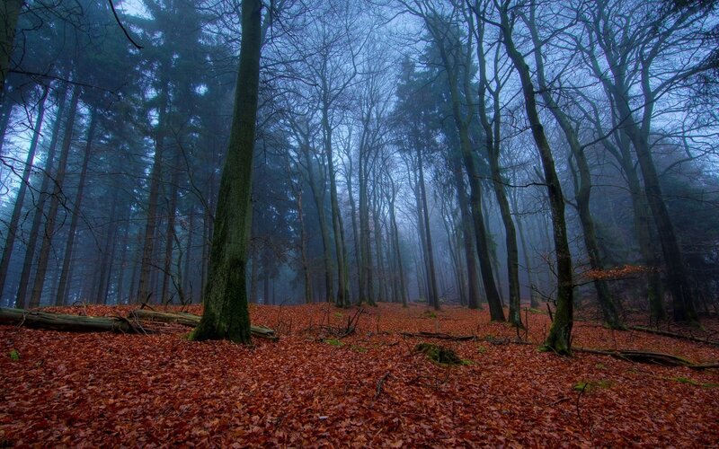 Misty forest with autumn leaves