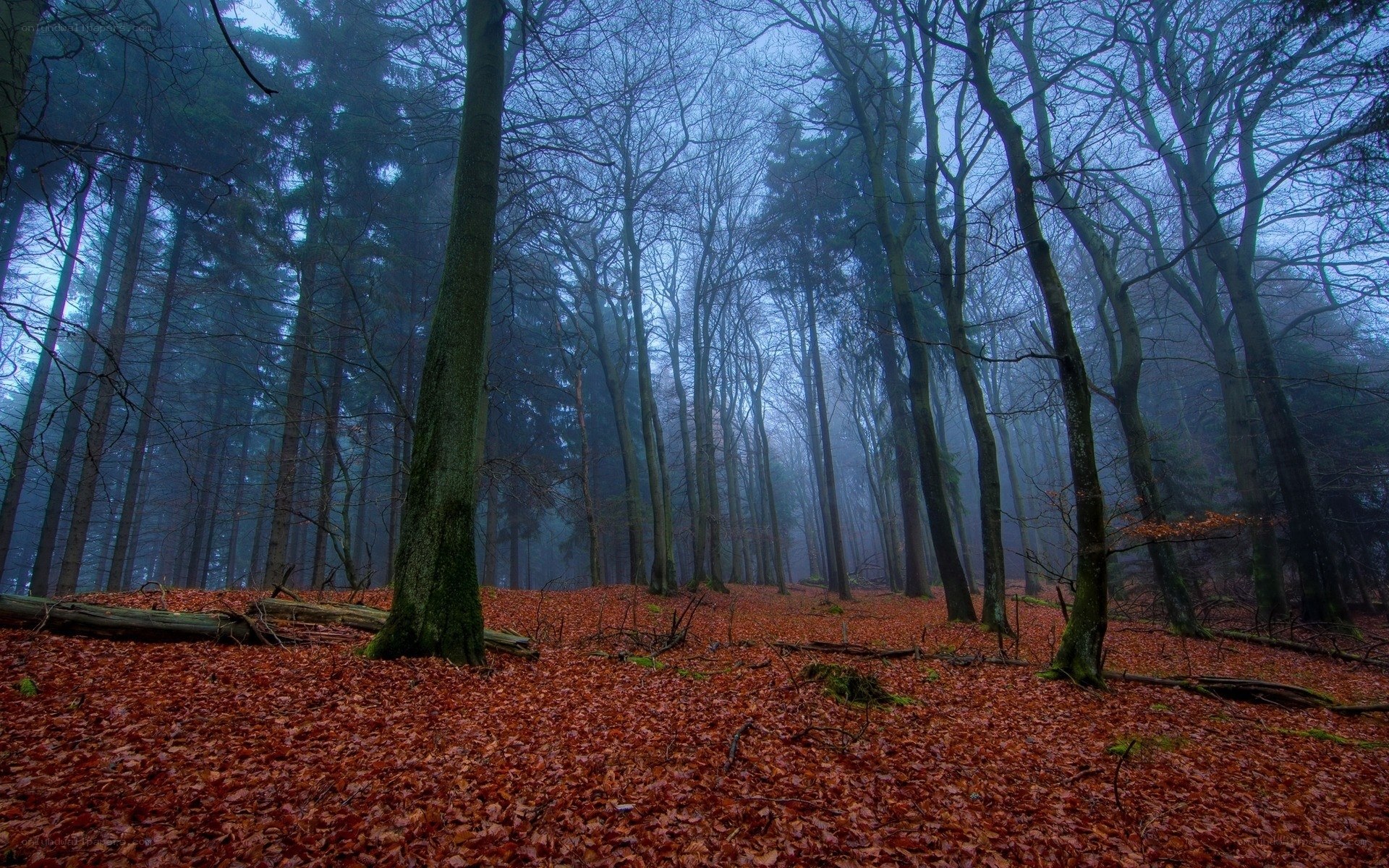 Misty forest with autumn leaves