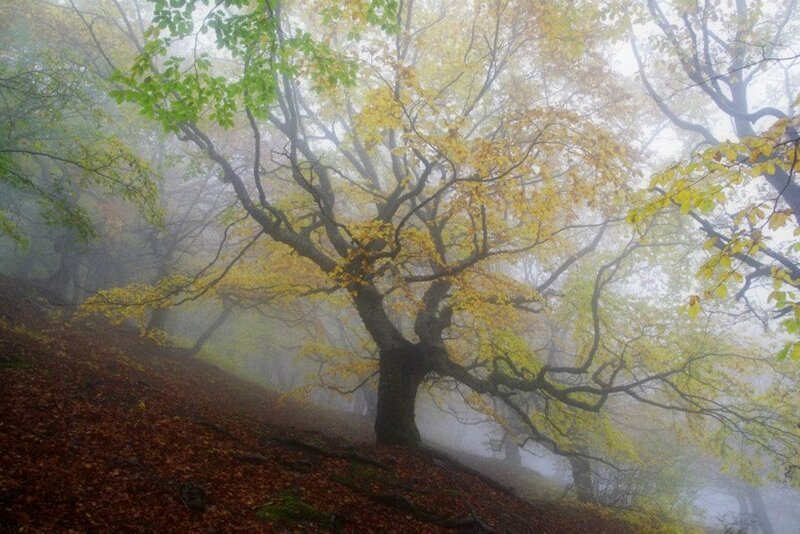 Misty forest with autumn trees