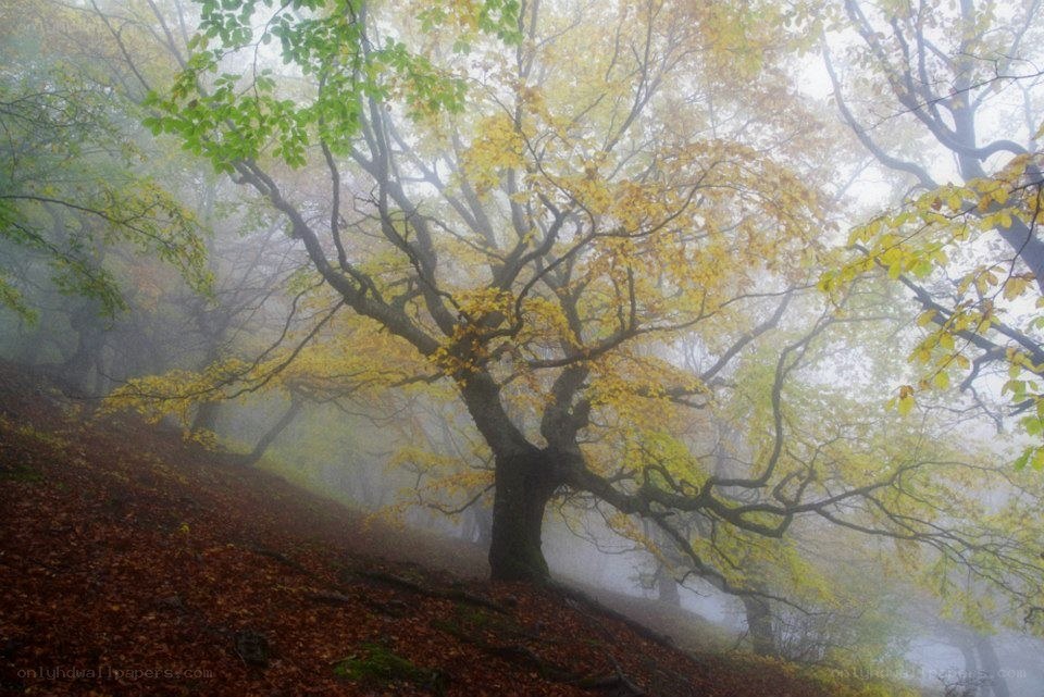 Misty forest with autumn trees