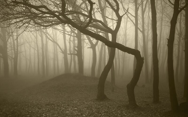 Misty forest with bare trees
