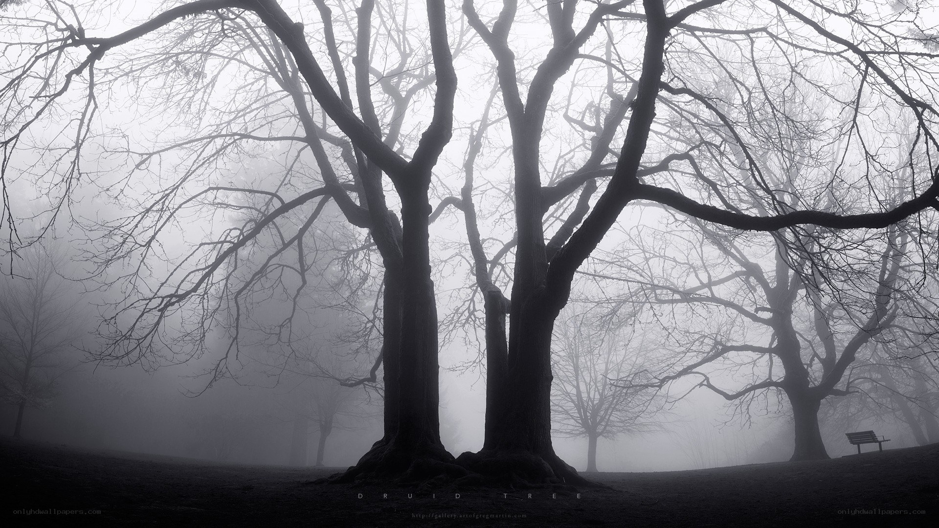 Misty forest with bare trees