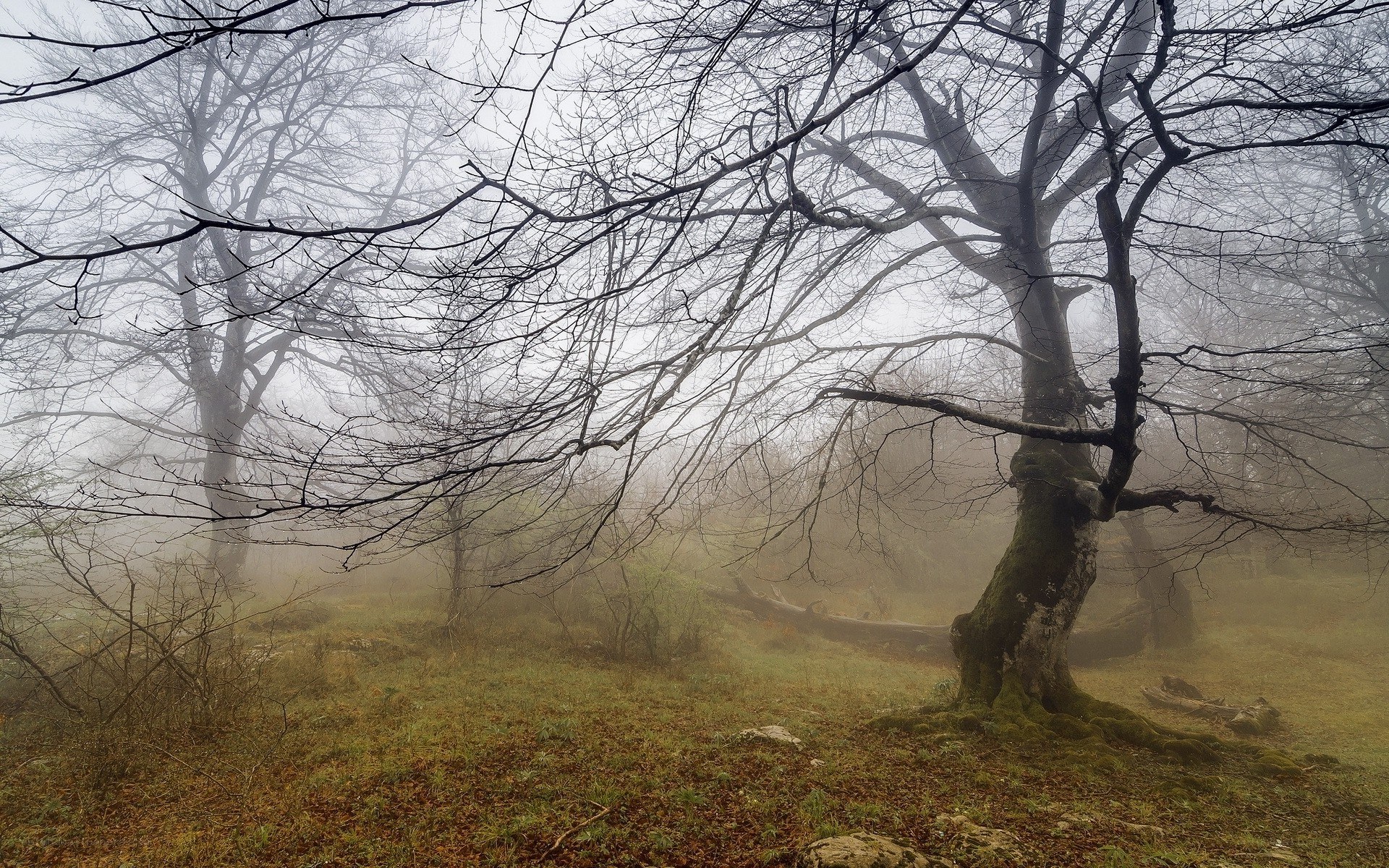 Misty forest with bare trees