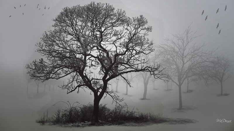 Misty forest with bare trees