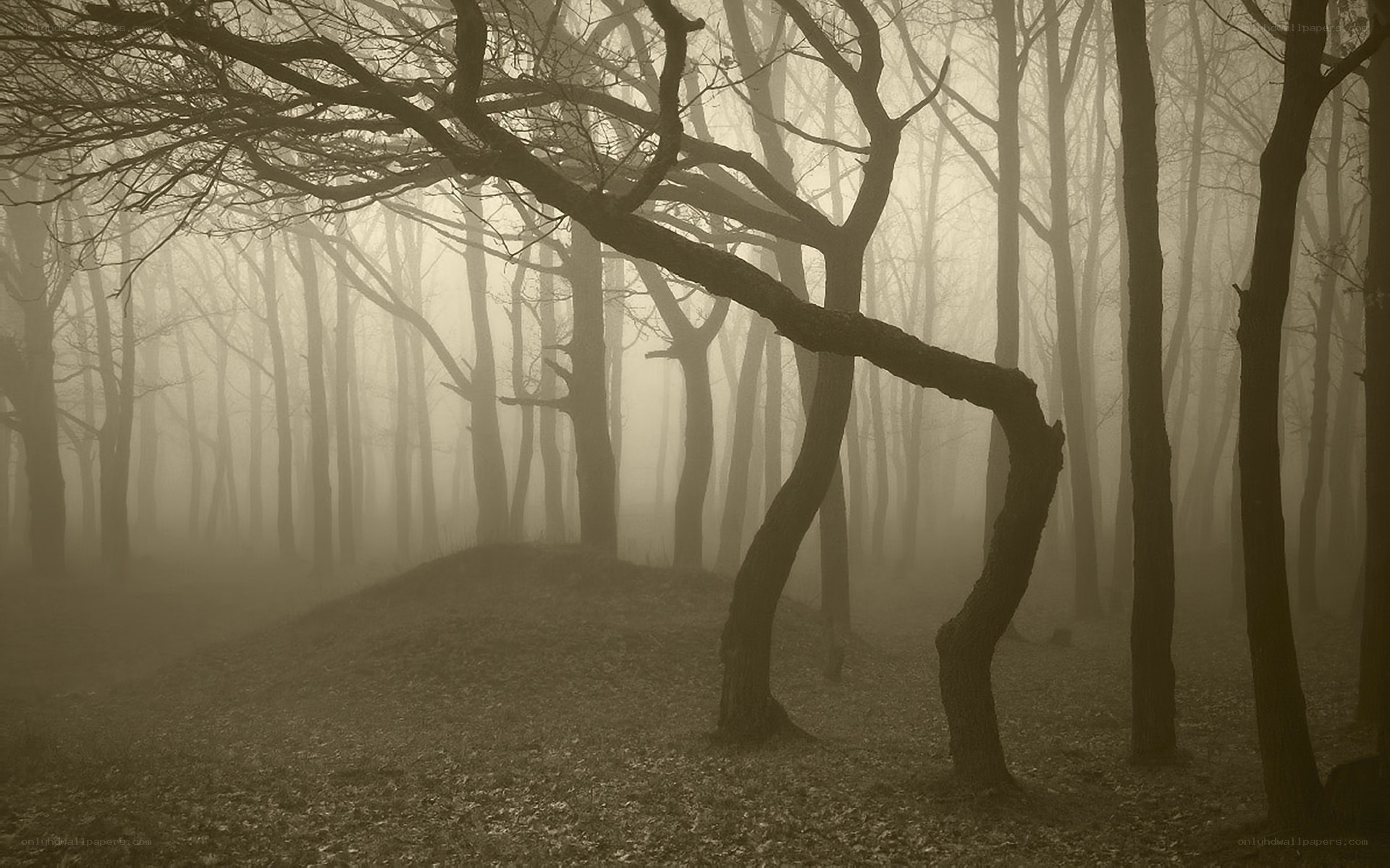 Misty forest with bare trees