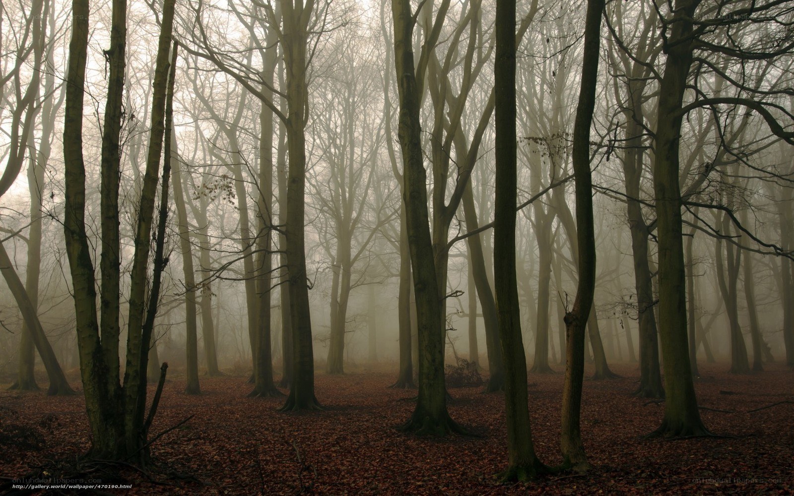 Misty forest with bare trees