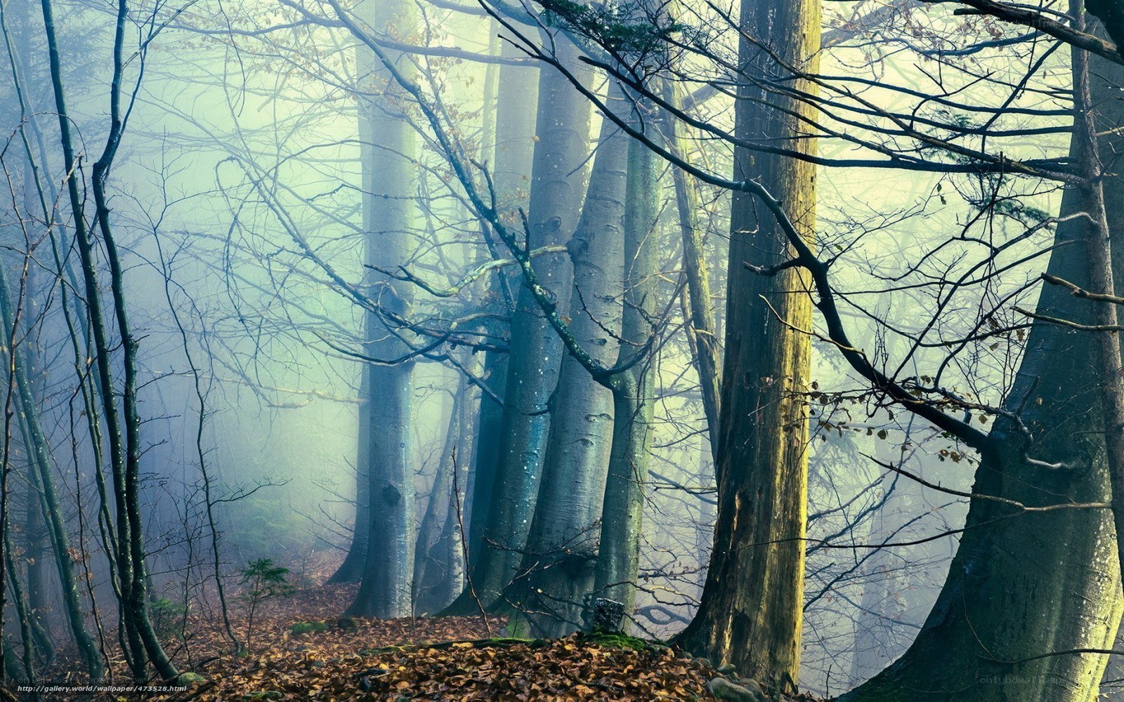 Misty forest with bare trees