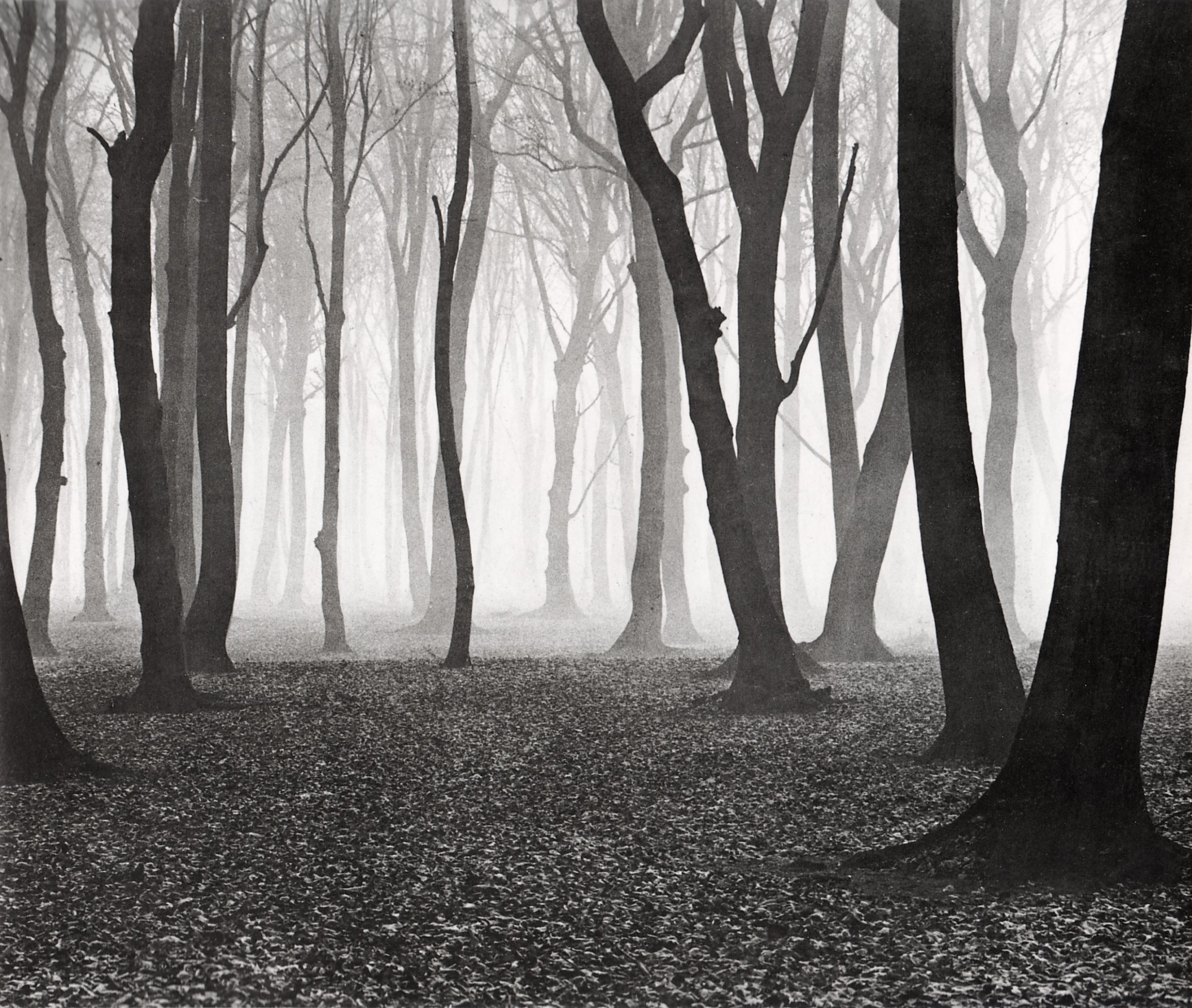 Misty forest with bare trees