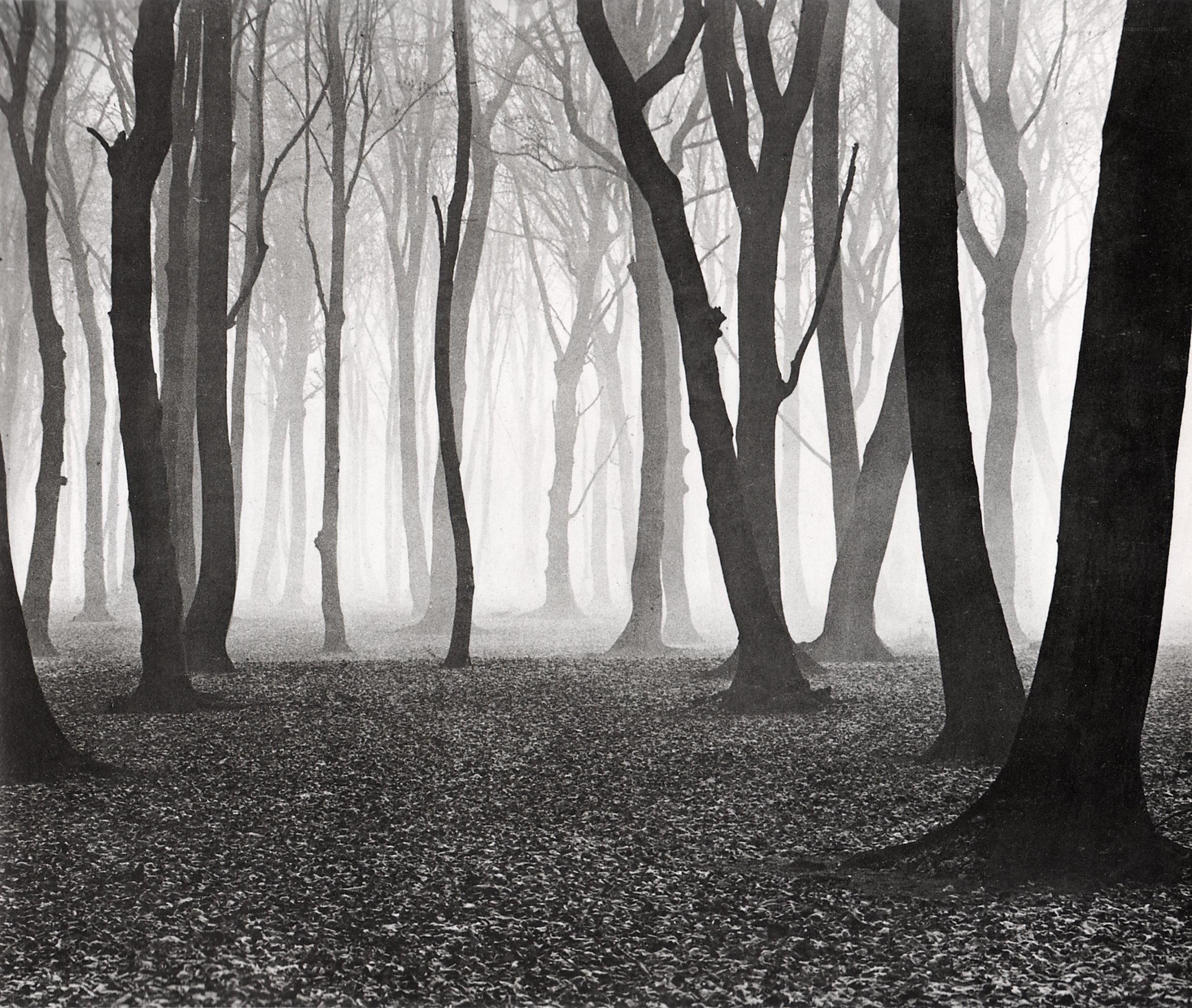 Misty forest with bare trees