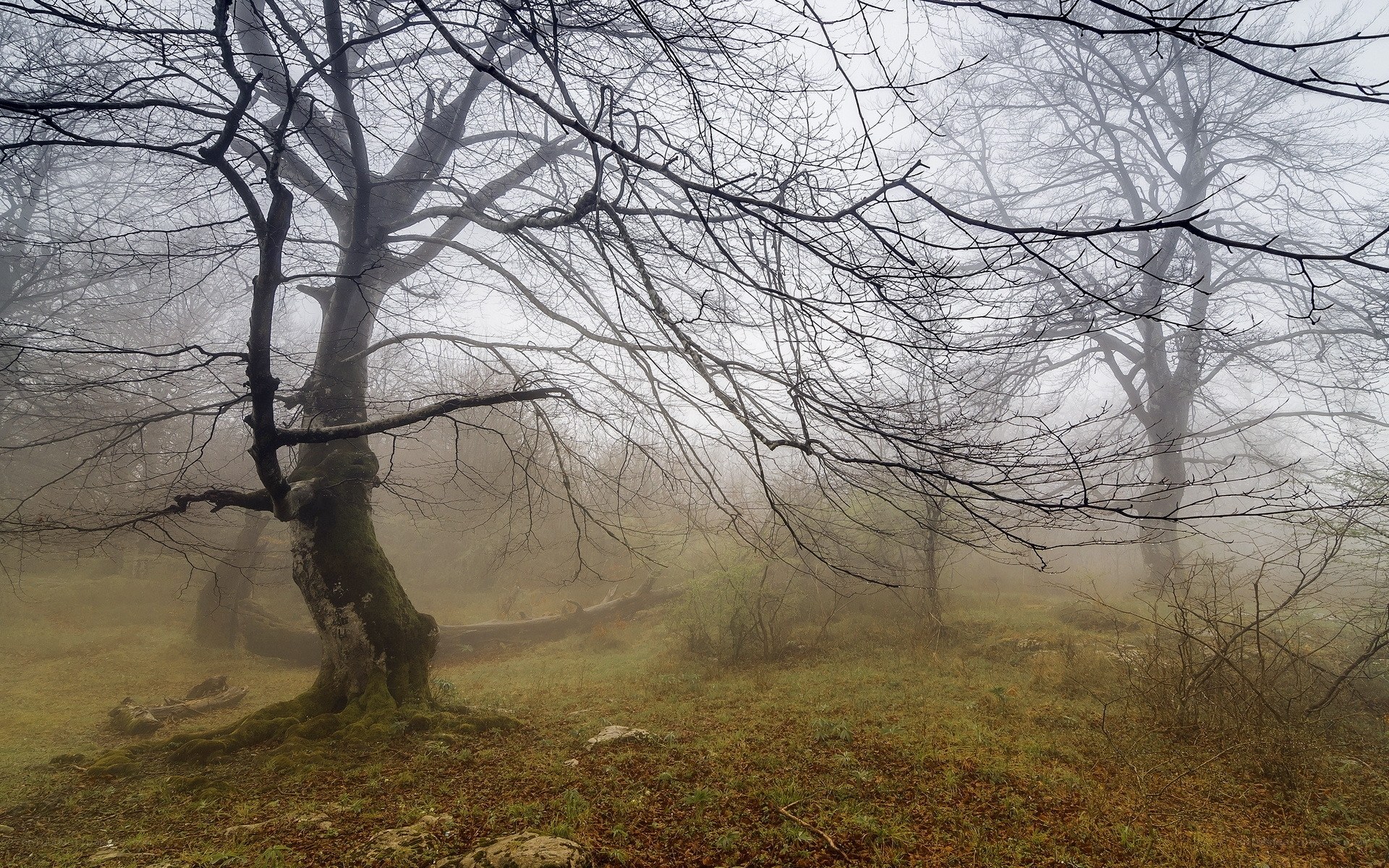 Misty forest with bare trees