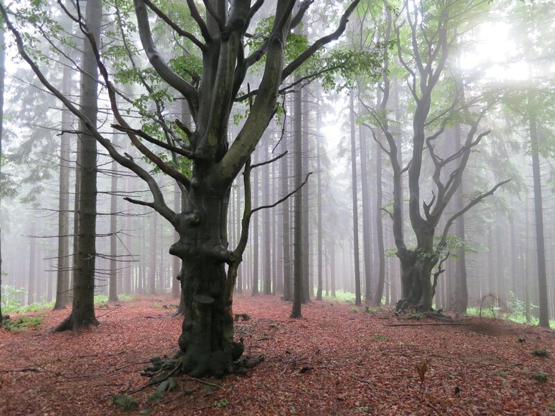 Misty forest with beech trees