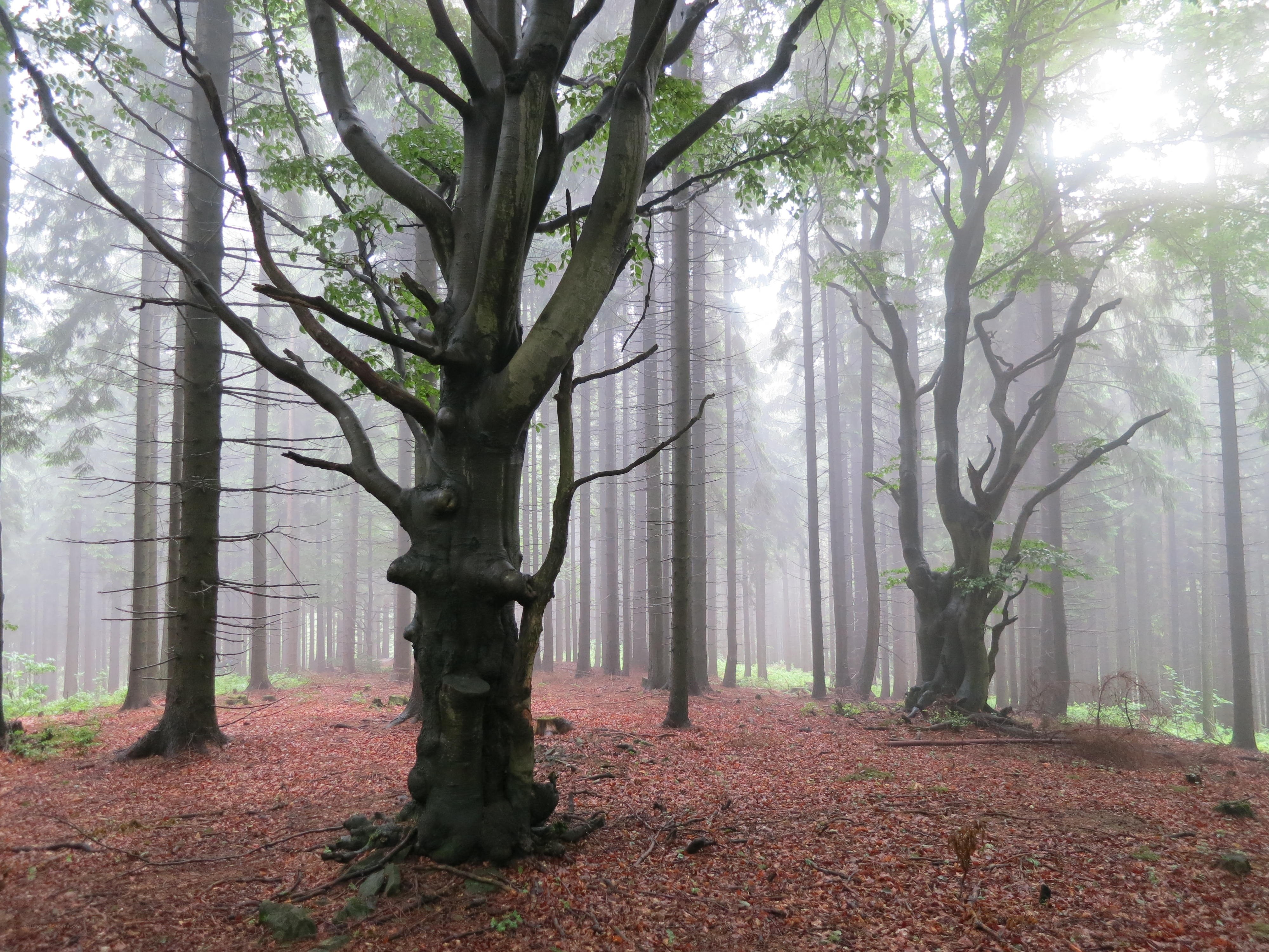 Misty forest with beech trees