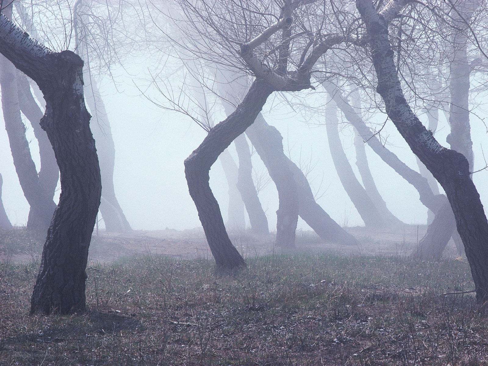 Misty forest with bent trees