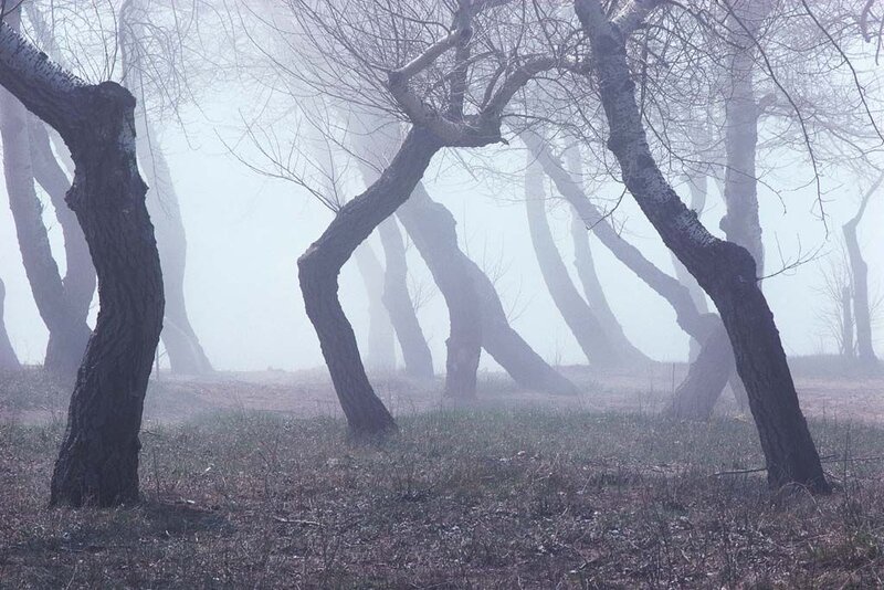 Misty forest with bent trees