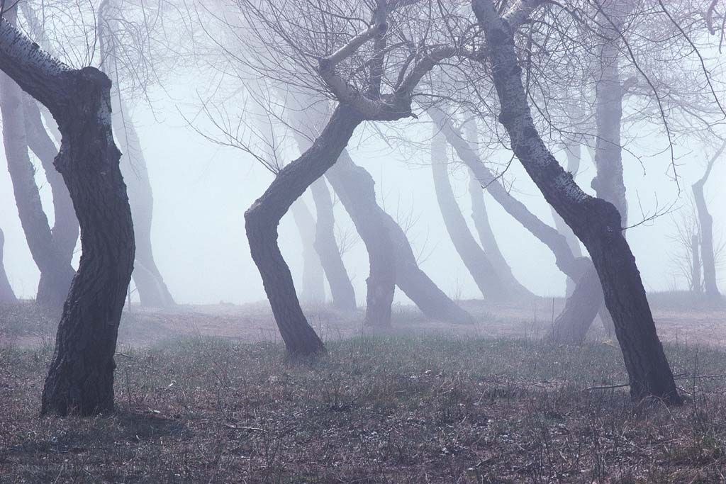 Misty forest with bent trees