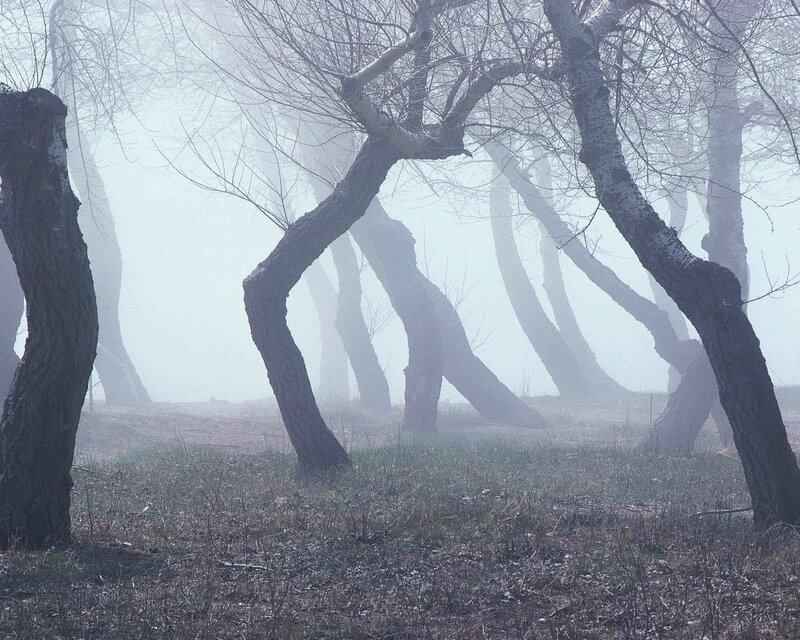 Misty forest with bent trees
