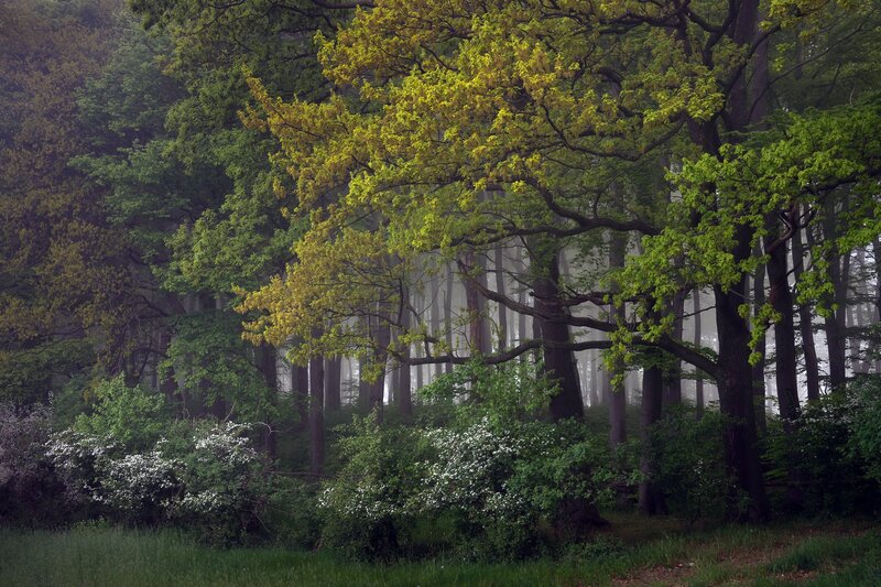 Misty Forest with Blooming Bushes