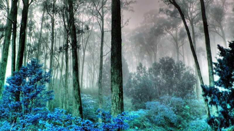 Misty Forest with Blue Plants — Mystical