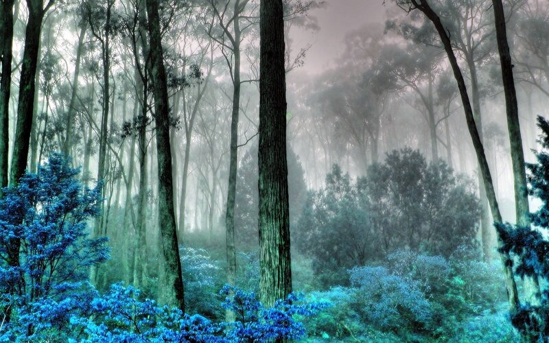 Misty Forest with Blue Plants