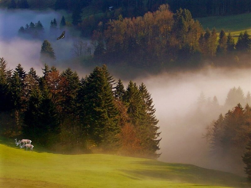 Misty forest with deer and eagle