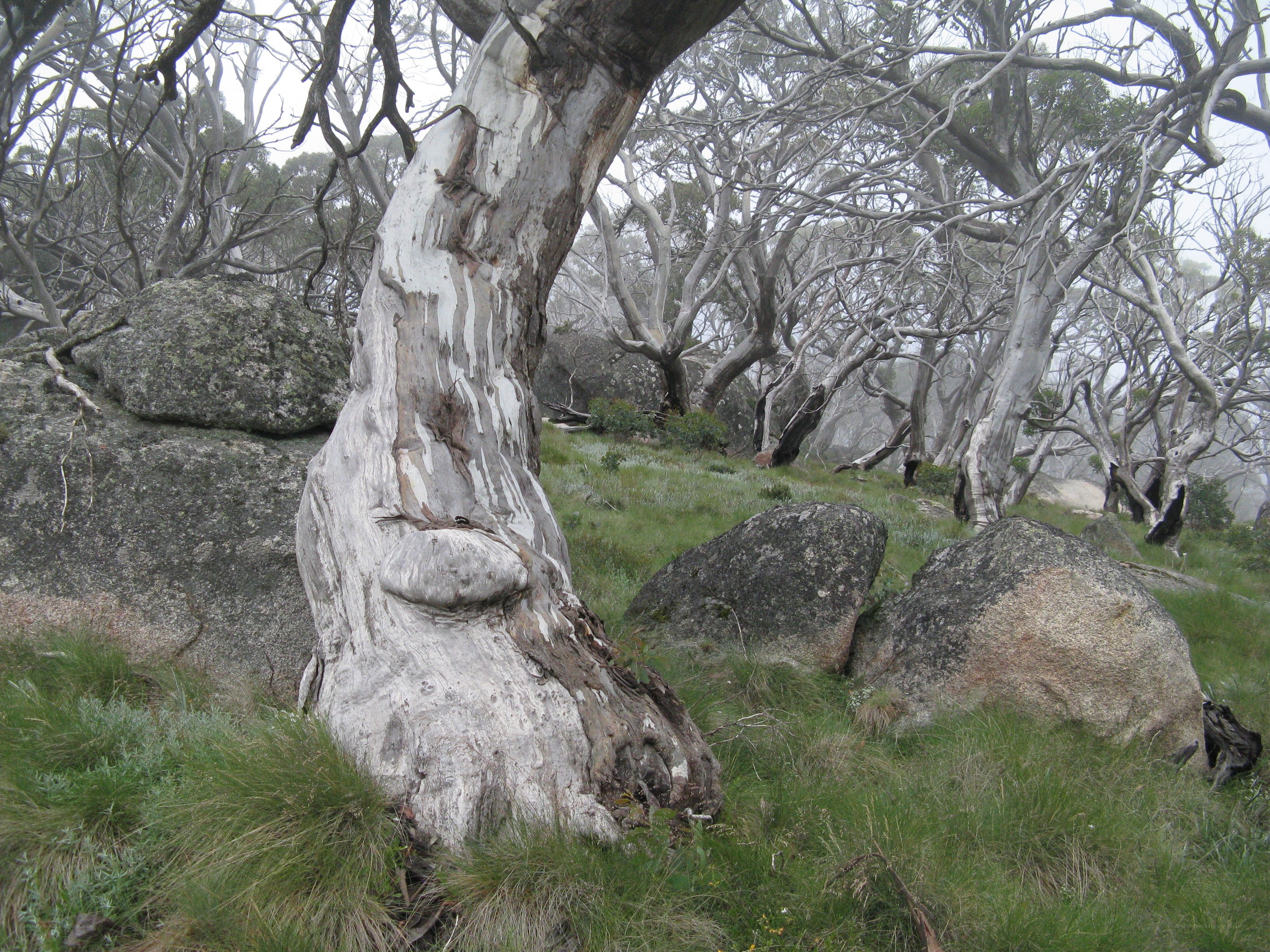 Misty forest with eucalyptus trees