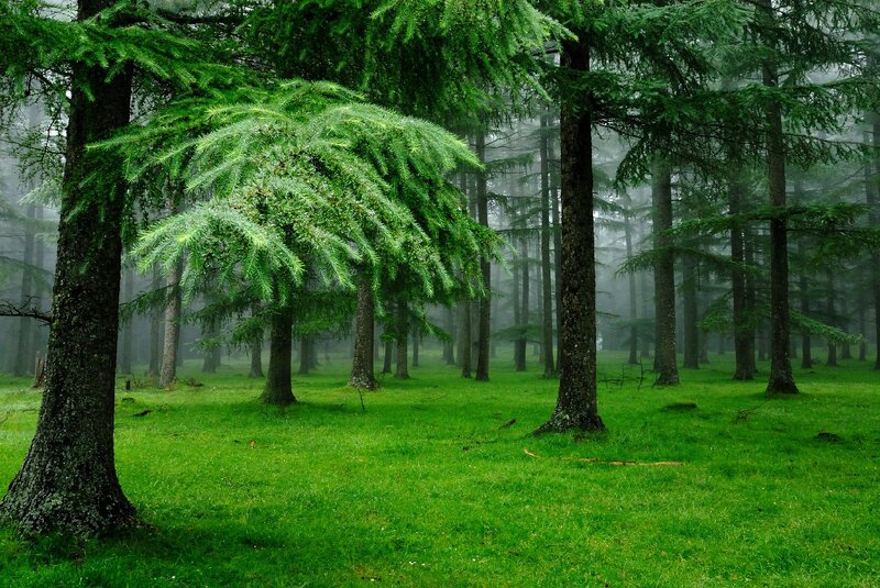 Misty forest with evergreen trees