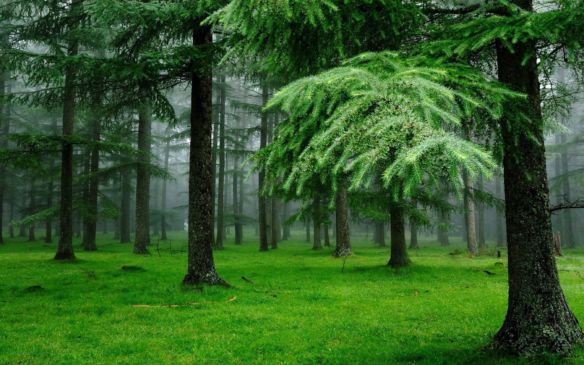Misty forest with evergreen trees