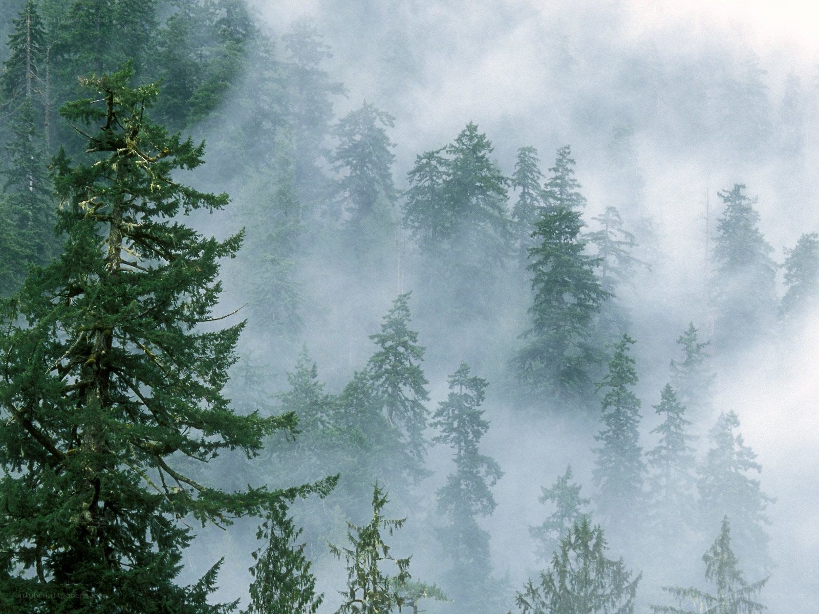 Misty forest with evergreen trees