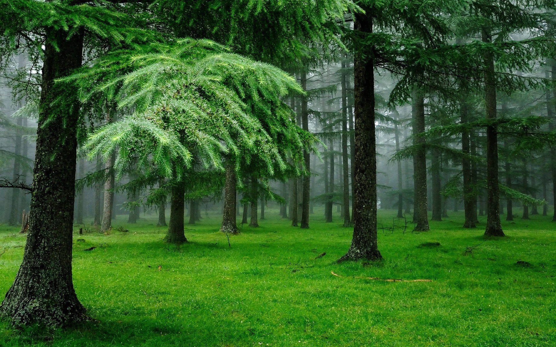 Misty forest with evergreen trees