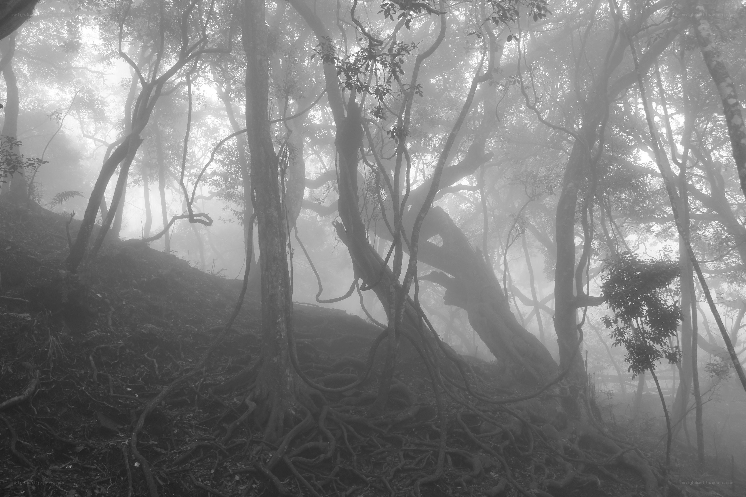 Misty forest with exposed roots