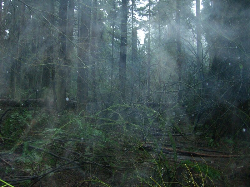 Misty forest with fallen branches