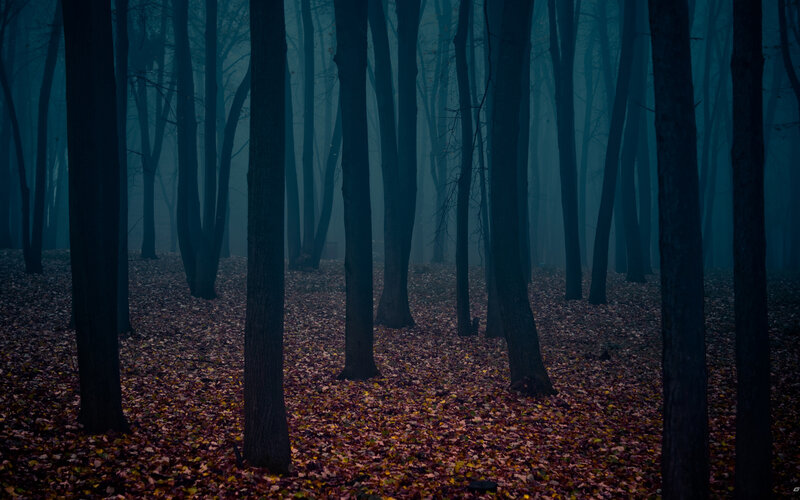 Misty forest with fallen leaves