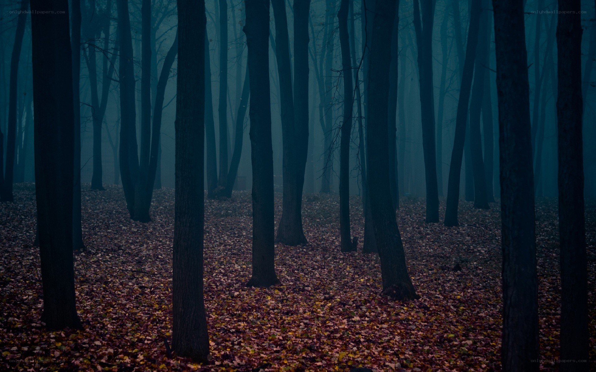 Misty forest with fallen leaves