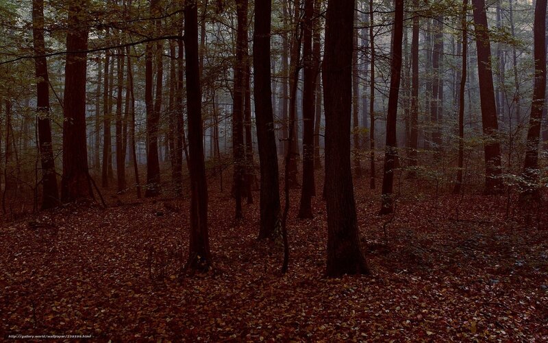 Misty forest with fallen leaves