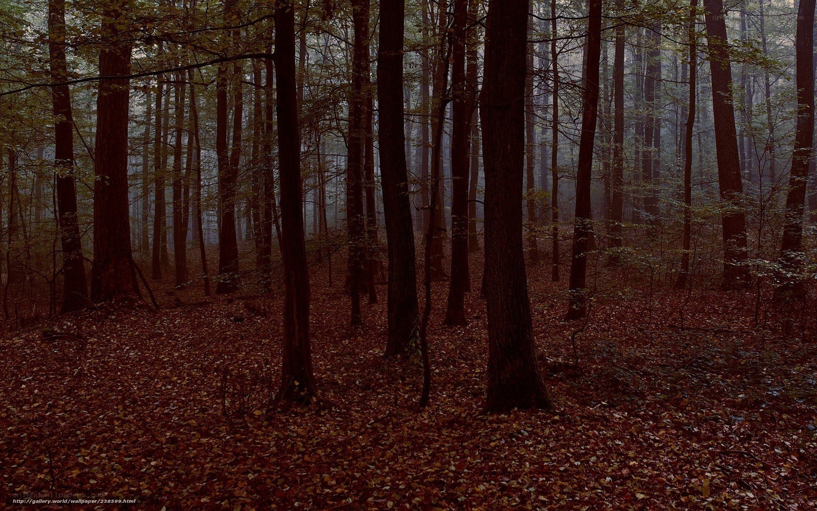 Misty forest with fallen leaves