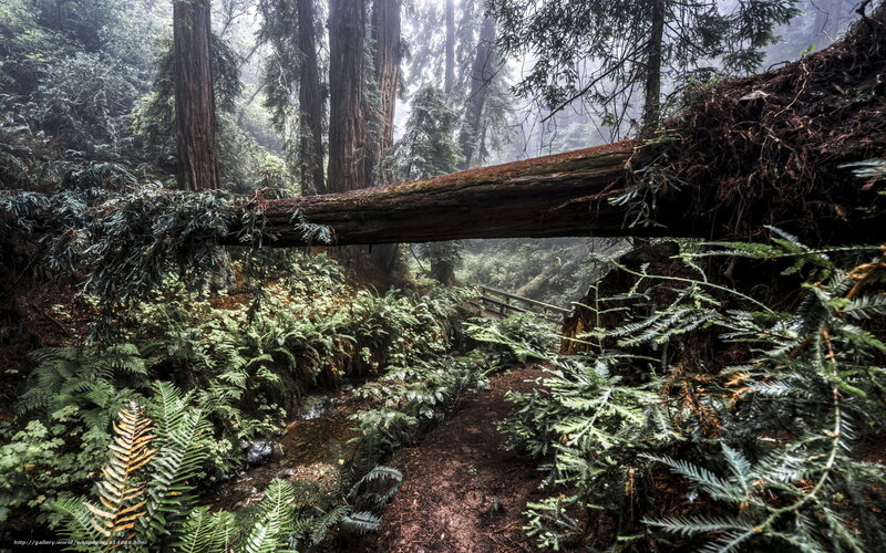 Misty forest with fallen log