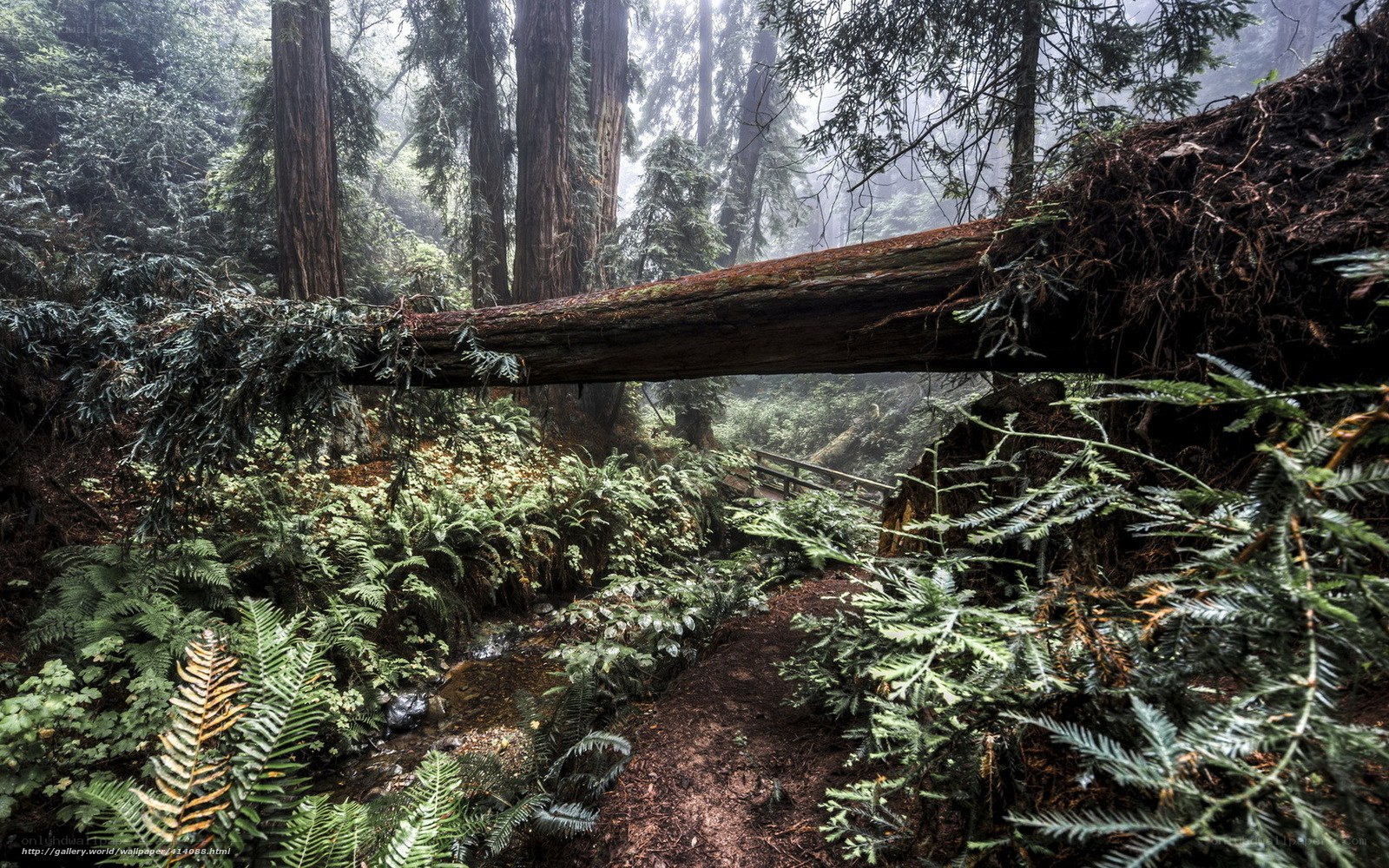 Misty forest with fallen log