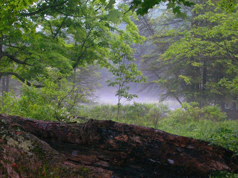 Misty forest with fallen log