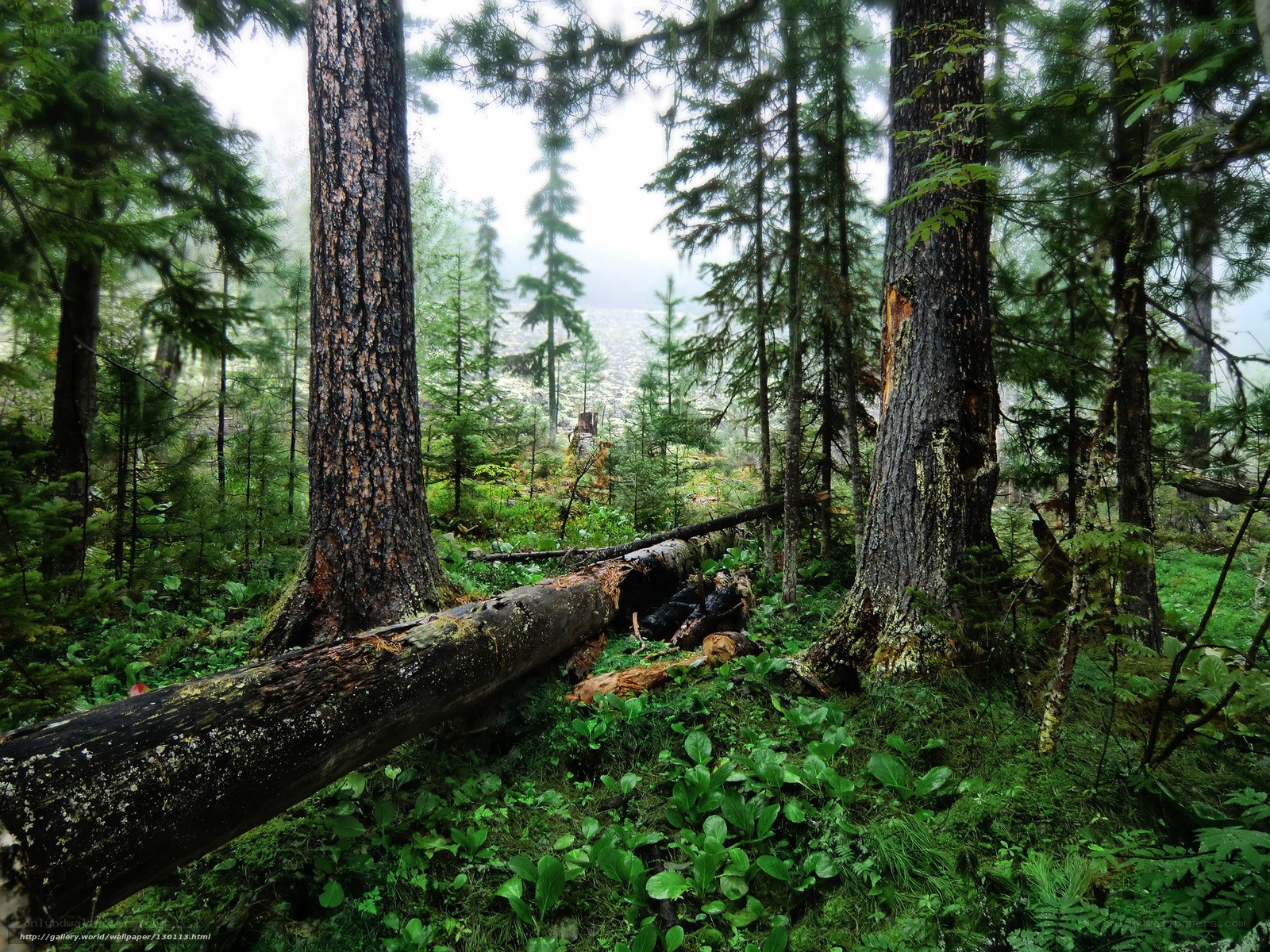 Misty forest with fallen log