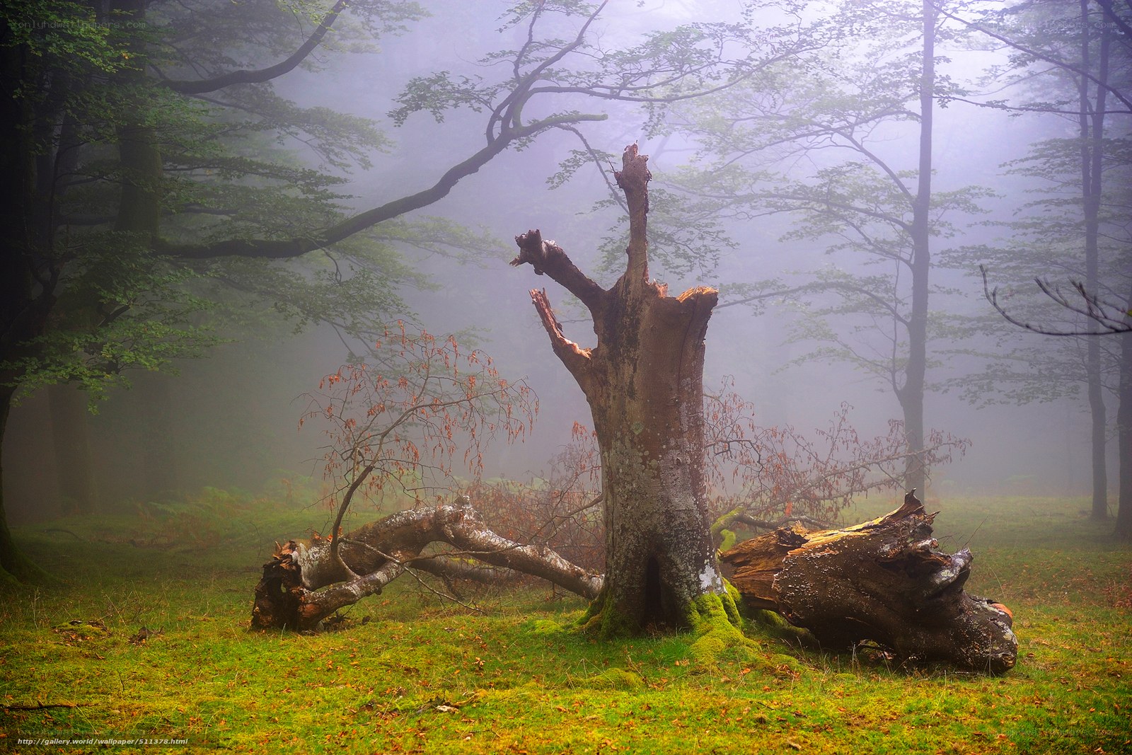 Misty forest with fallen tree