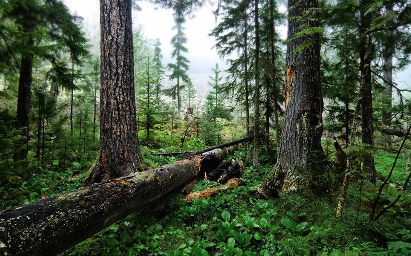 Misty forest with fallen tree