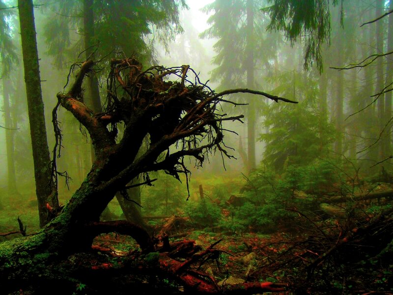 Misty forest with fallen tree