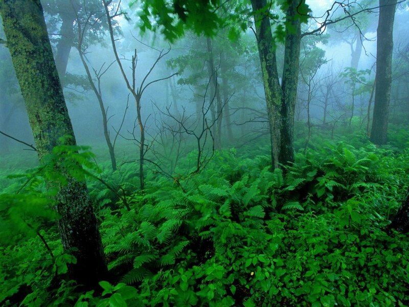 Misty forest with ferns