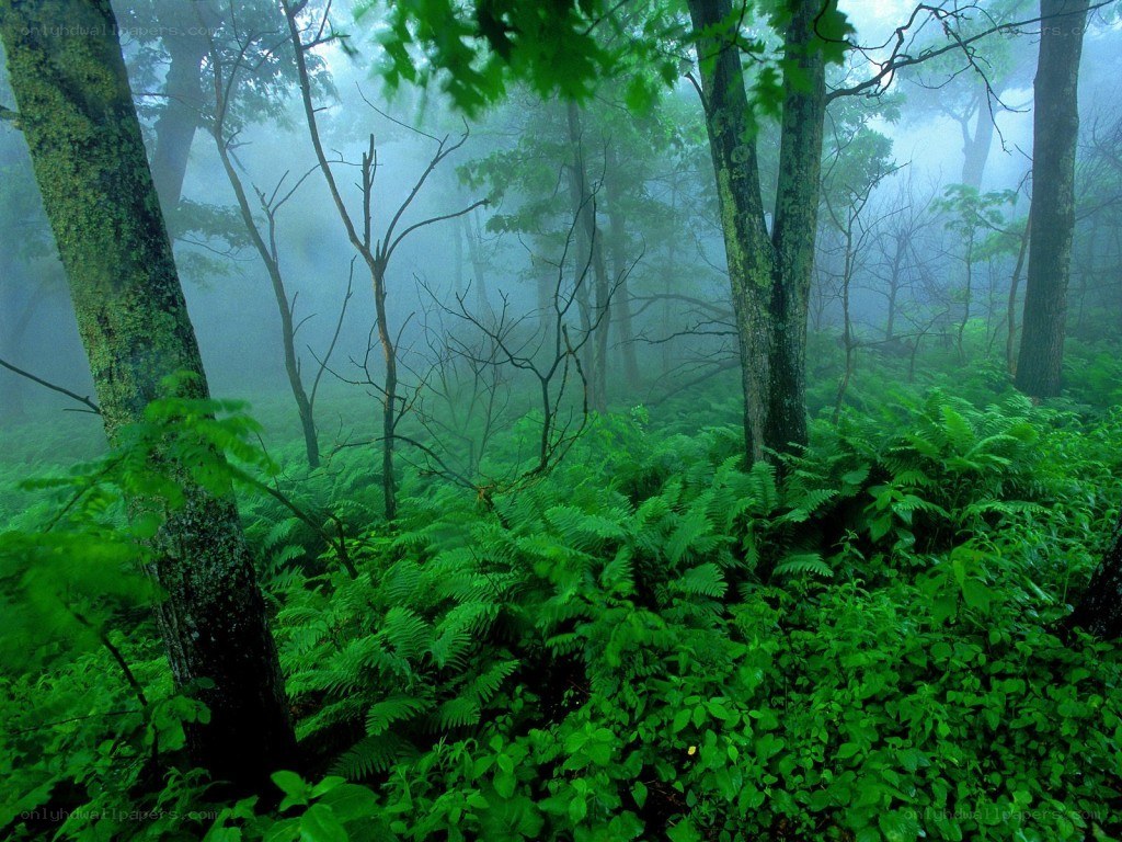 Misty forest with ferns