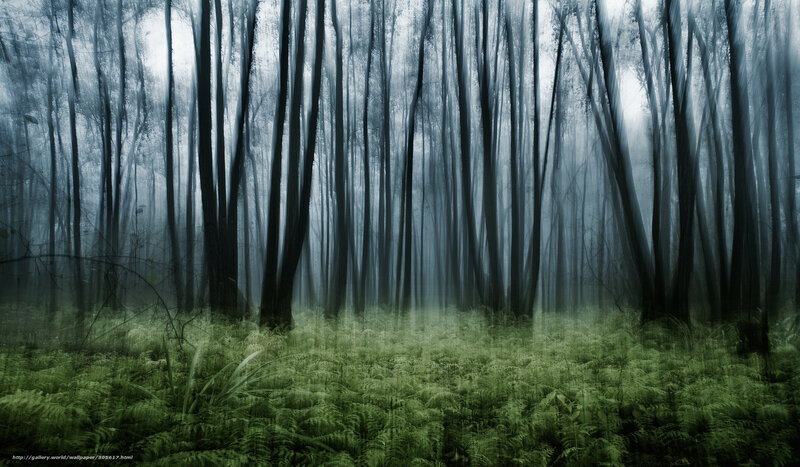 Misty forest with ferns